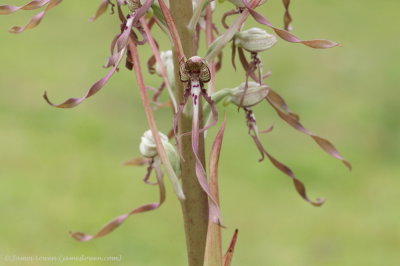 Lizard Orchid 