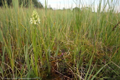 Early Marsh-orchid (ochroleuca)