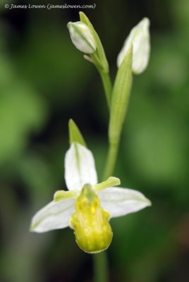 Bee Orchid (chlorantha) 