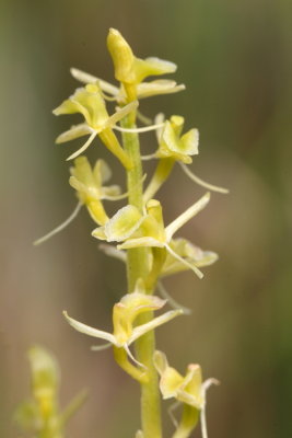 Fen Orchid 