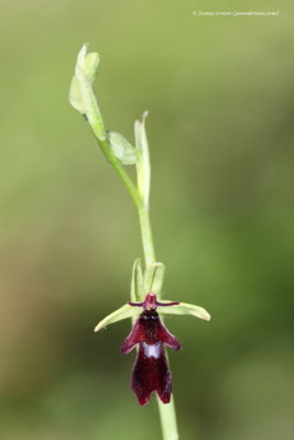 Fly Orchid 