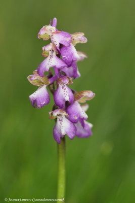 Green-winged Orchid 