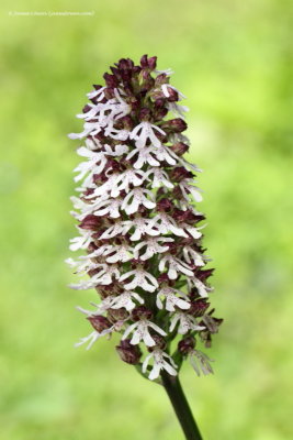 Lady Orchid 