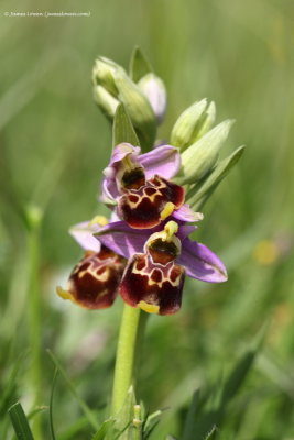 Late Spider Orchid 
