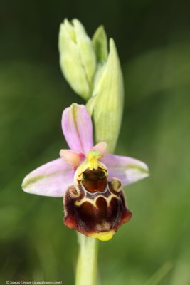 genus Ophrys