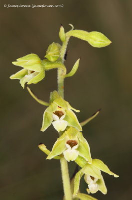 Lindisfarne Helleborine 