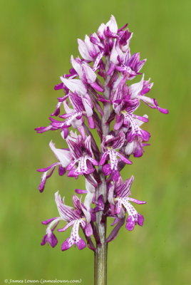 Military Orchid 