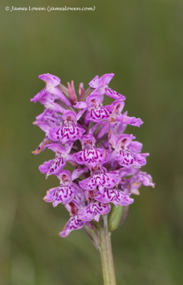 Northern Marsh-orchid 