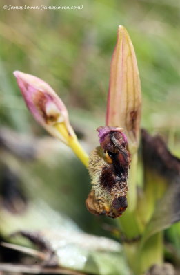 Sawfly Orchid 