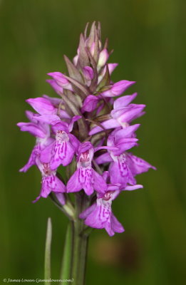 Southern Marsh-orchid 