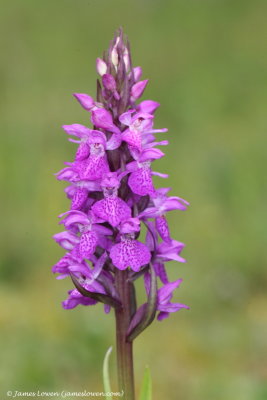 Southern Marsh-orchid 