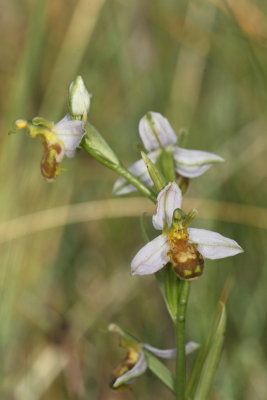 Bee Orchid (flavescens?)