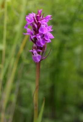 Southern Marsh-orchid (pseudo-Pugsley's) 