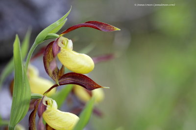 Lady's Slipper