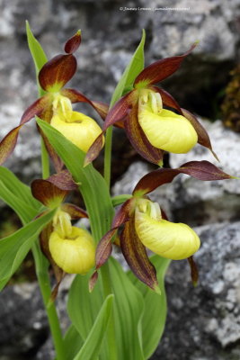 Lady's Slipper