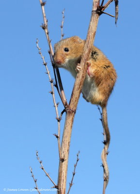 Harvest Mouse 