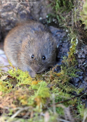 Short-tailed Field Vole