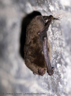 Daubenton's Bat