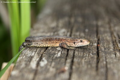 Common Lizard 