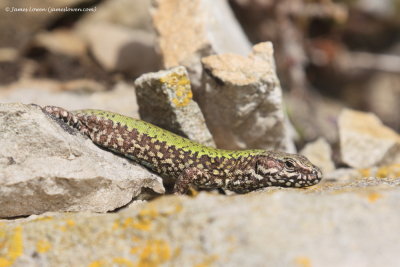 Common Wall Lizard 