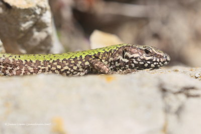 Common Wall Lizard 