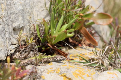 Common Wall Lizard 