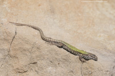 Common Wall Lizard 