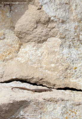 Common Wall Lizard 