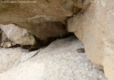 Common Wall Lizard 