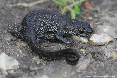 Great Crested Newt 