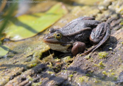 Pool Frog (Brecks)