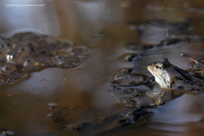 Common Frog 