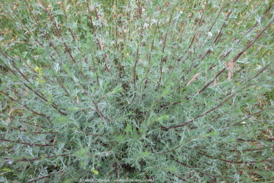 Field Wormwood (Artemisia)