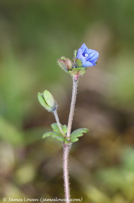 Breckland Speedwell 