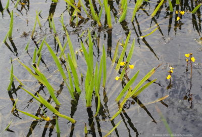 Common bladderwort