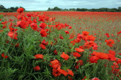 Common Poppy