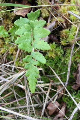 Crested Buckler Fern 