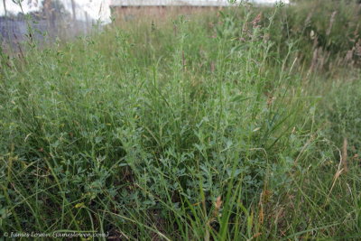 Field Wormwood (Artemisia)