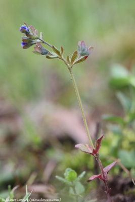 Fingered Speedwell 