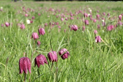 Fritillary 