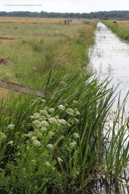 Greater Water Parsnip 