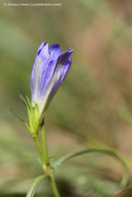 Marsh Gentian 