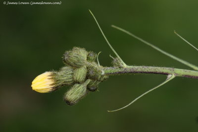 Marsh Sow-thistle 