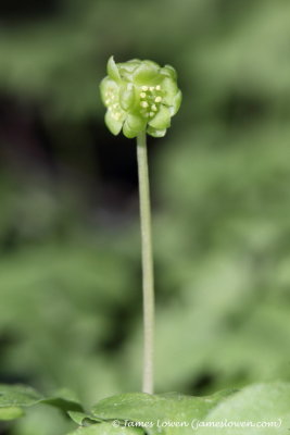 Moschatel 