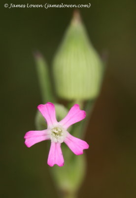 Sand Catchfly 