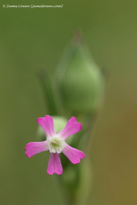 Sand Catchfly 