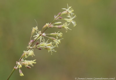 Spanish Catchfly 