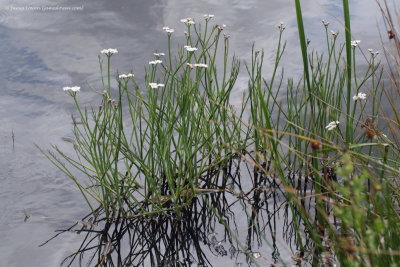 Tubular Water-dropwort 