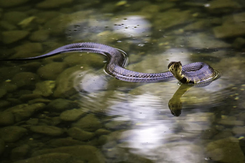 Cottonmouth in Filtered Light, Buffalo National River