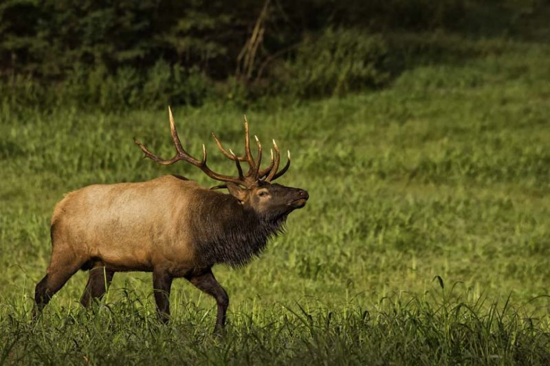 Hooks the Arkansas Bull Elk